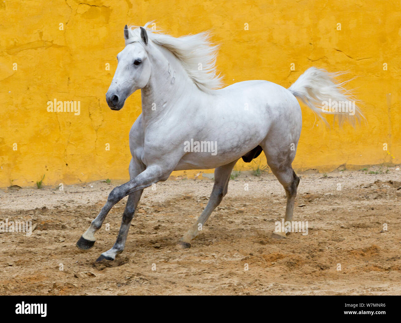 Lusitano horse, grey stallion cantering, Portugal Stock Photo
