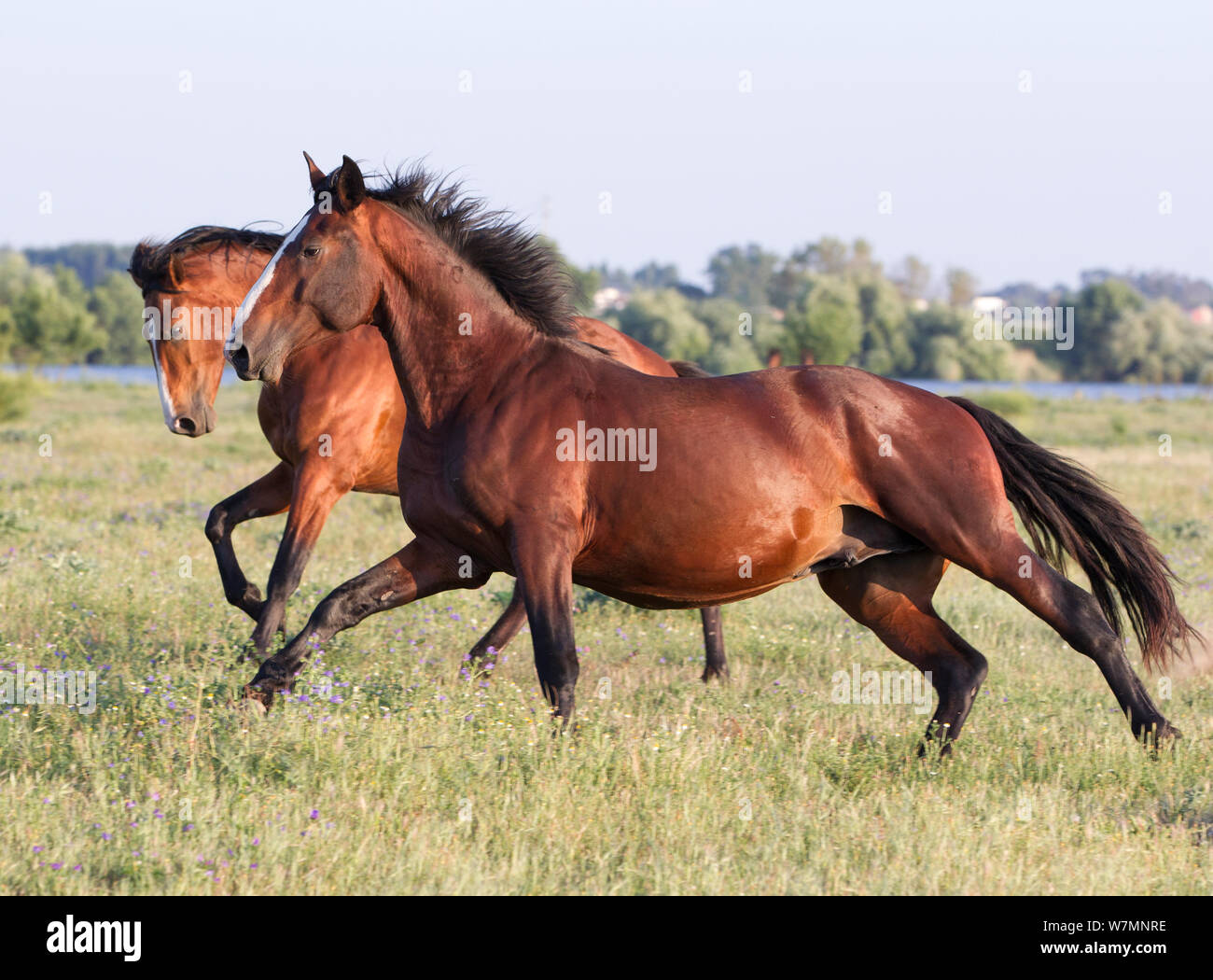 Lusitano horse, two bay horses at stud, Portugal, May 2011 Stock Photo