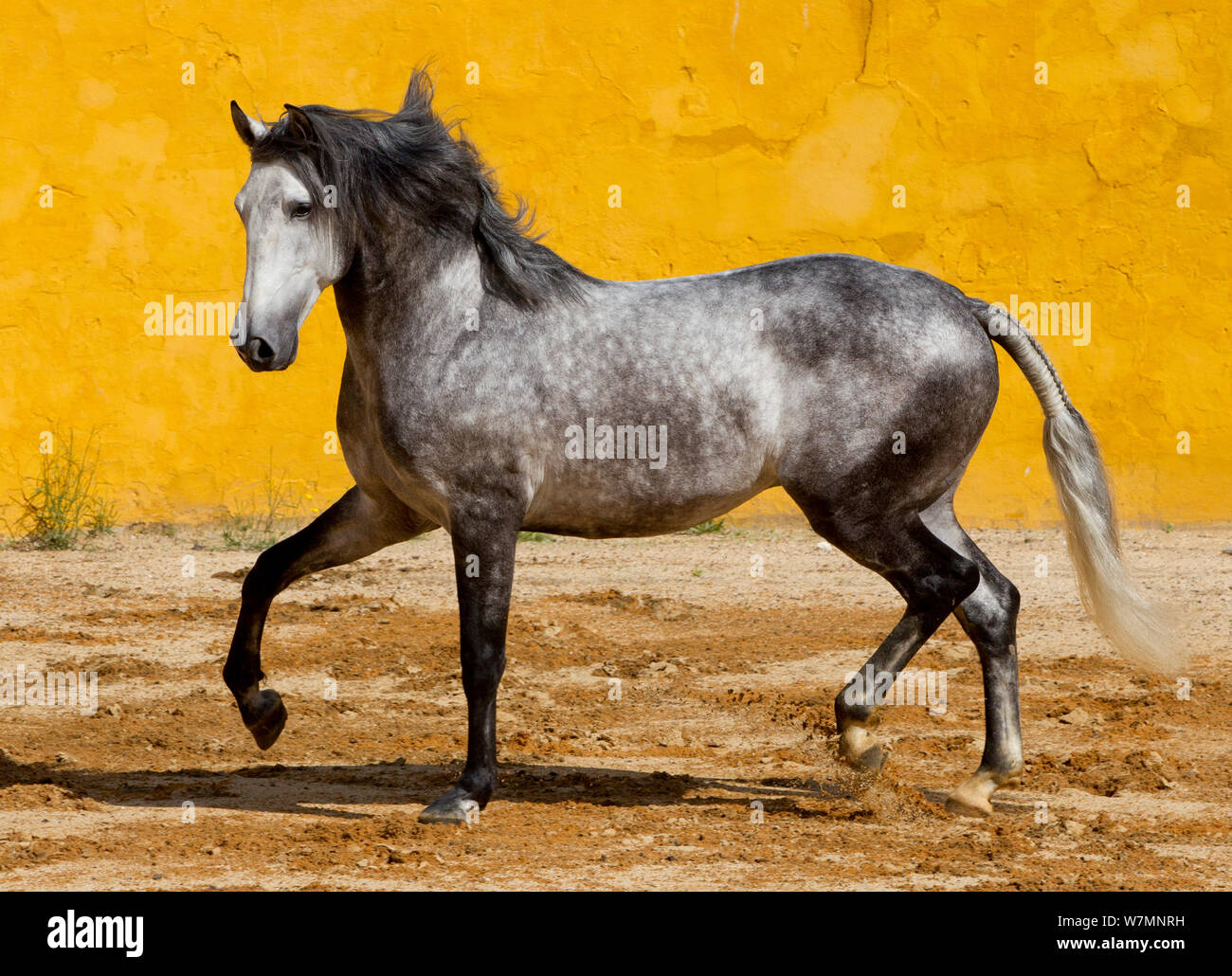 Lusitano horse, grey stallion cantering, Portugal Stock Photo