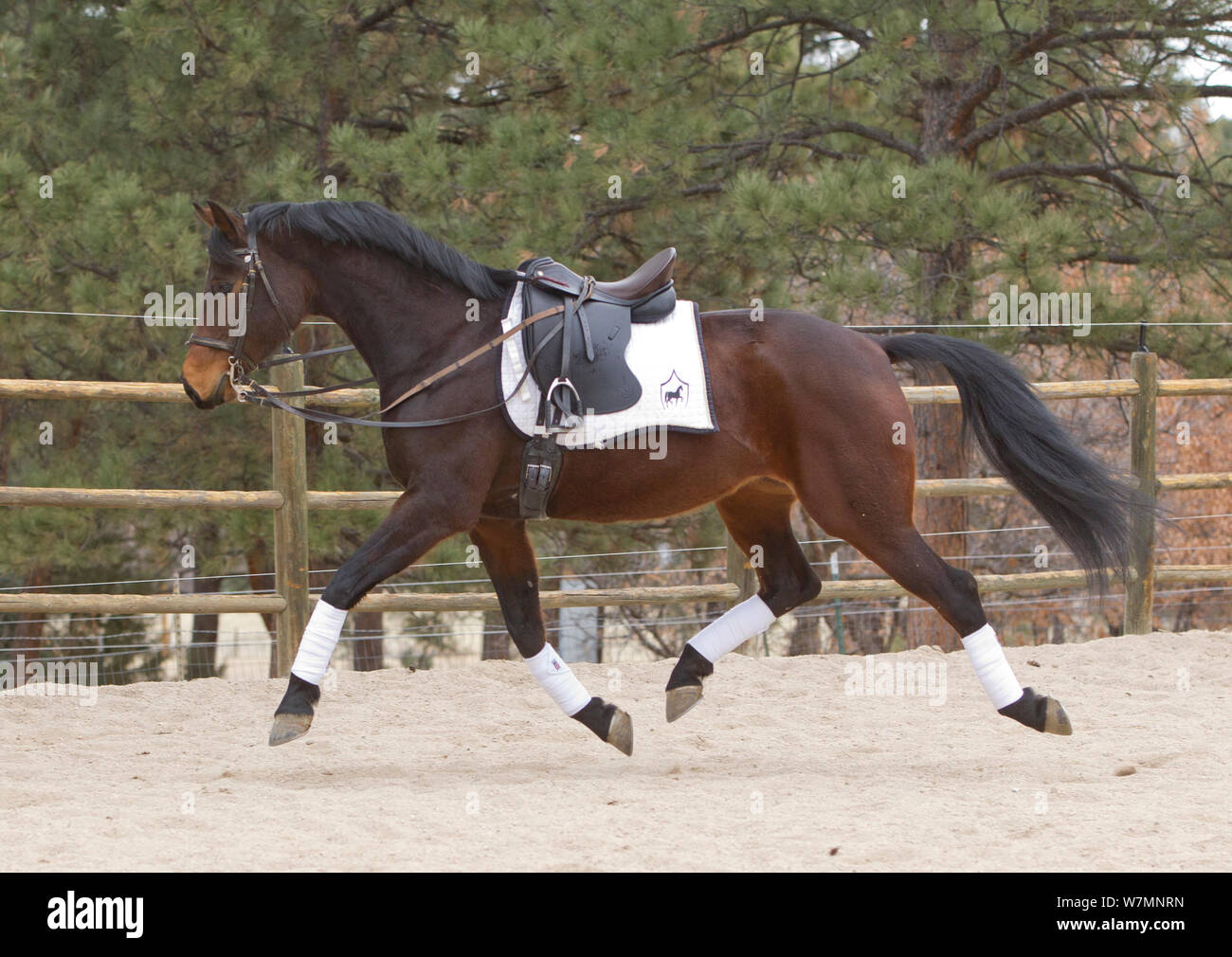 Trakehner horse (ancient prussian breed), mare performing dressage steps without a rider, Castle Rock, Colorado, USA, 2011 Stock Photo