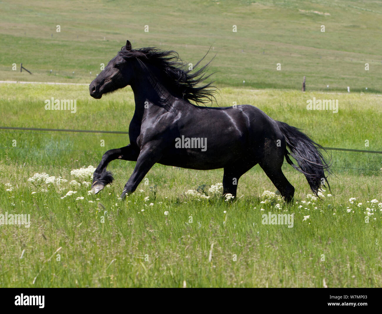 Friesian horse, stallion running, Livingston, Montana, USA Stock Photo