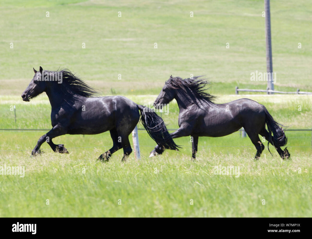 Two Friesian horses running in field, Livingston, Montana, USA Stock Photo