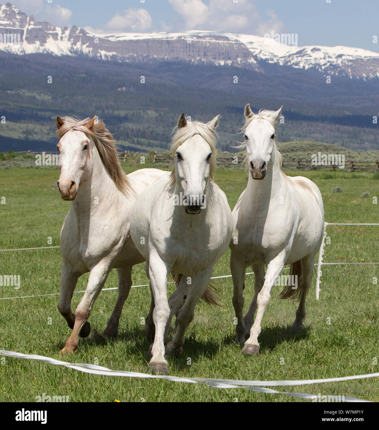 Ngắm nhìn ngựa xám tuyệt đẹp của Wyoming khiến bạn phải trầm trồ và say mê. Với thảm cỏ xanh mượt mà và những dãy núi hùng vĩ làm nền, bức ảnh này sẽ mang đến cho bạn một cái nhìn đầy cảm hứng và yên bình.