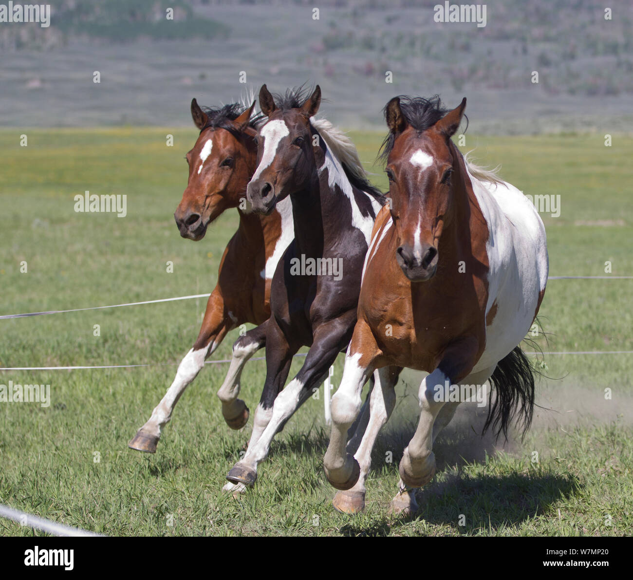 Three pinto horses running on ranch, Jackson Hole, Wyoming, USA Stock Photo