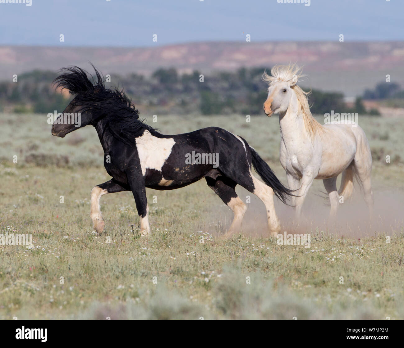 Wild horses / Mustangs, grey stallion chasing pinto stallion, McCullough Peaks, Wyoming, USA Stock Photo