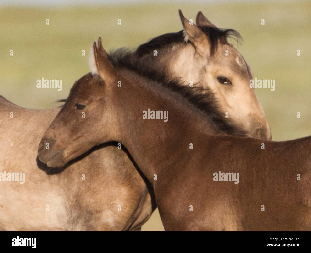 Wild horses grooming hires stock photography and images Alamy