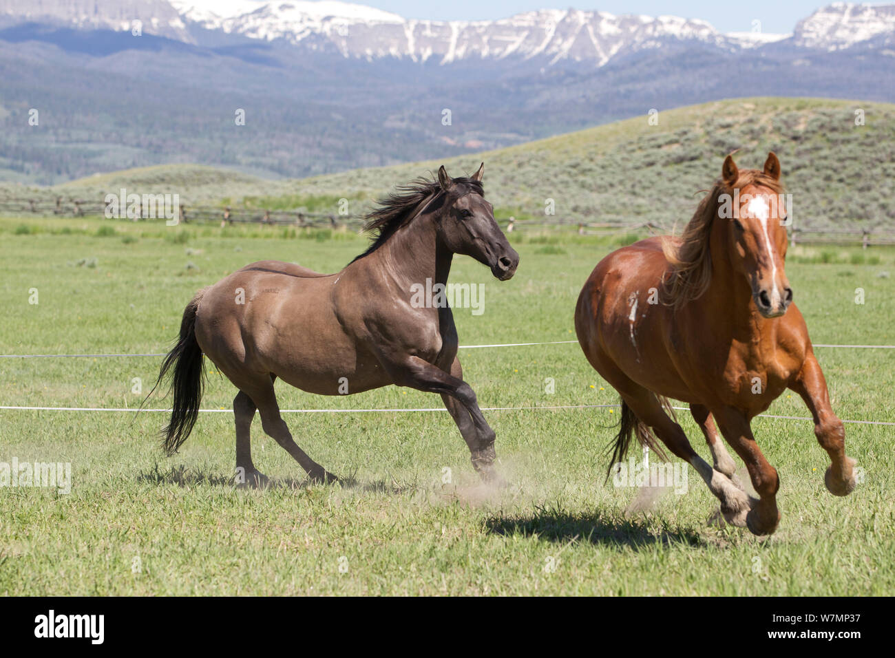 Horses on ranch, two horses running, Jackson Hole, Wyoming, USA Stock Photo