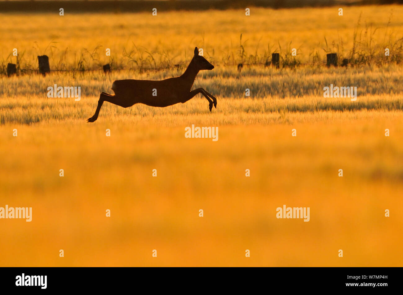 Roe Deer (Capreolus capreolus) doe leaping through barley field in dawn light. Perthshire, Scotland, June. Stock Photo
