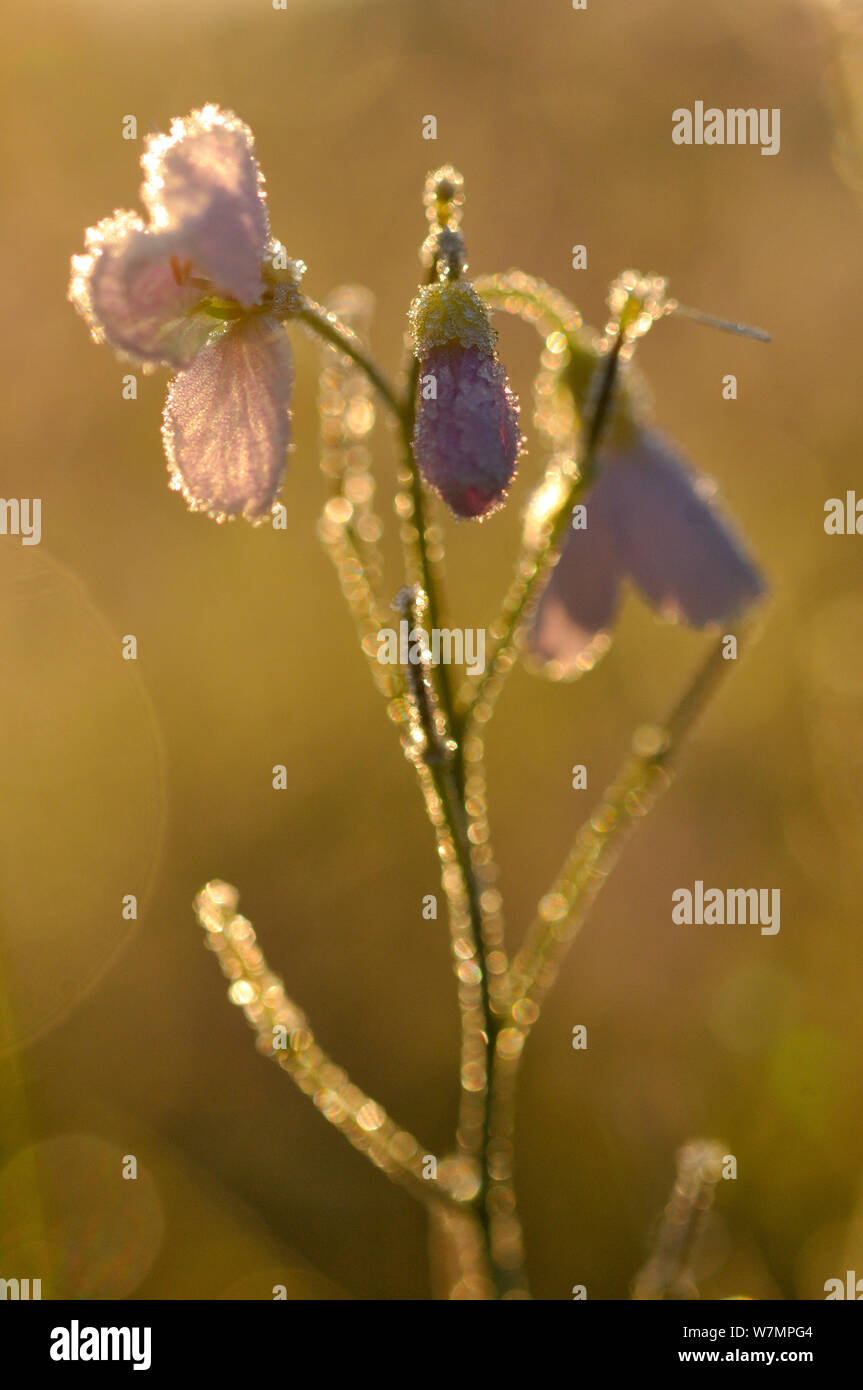 Sunart Oakwoods High Resolution Stock Photography and Images - Alamy