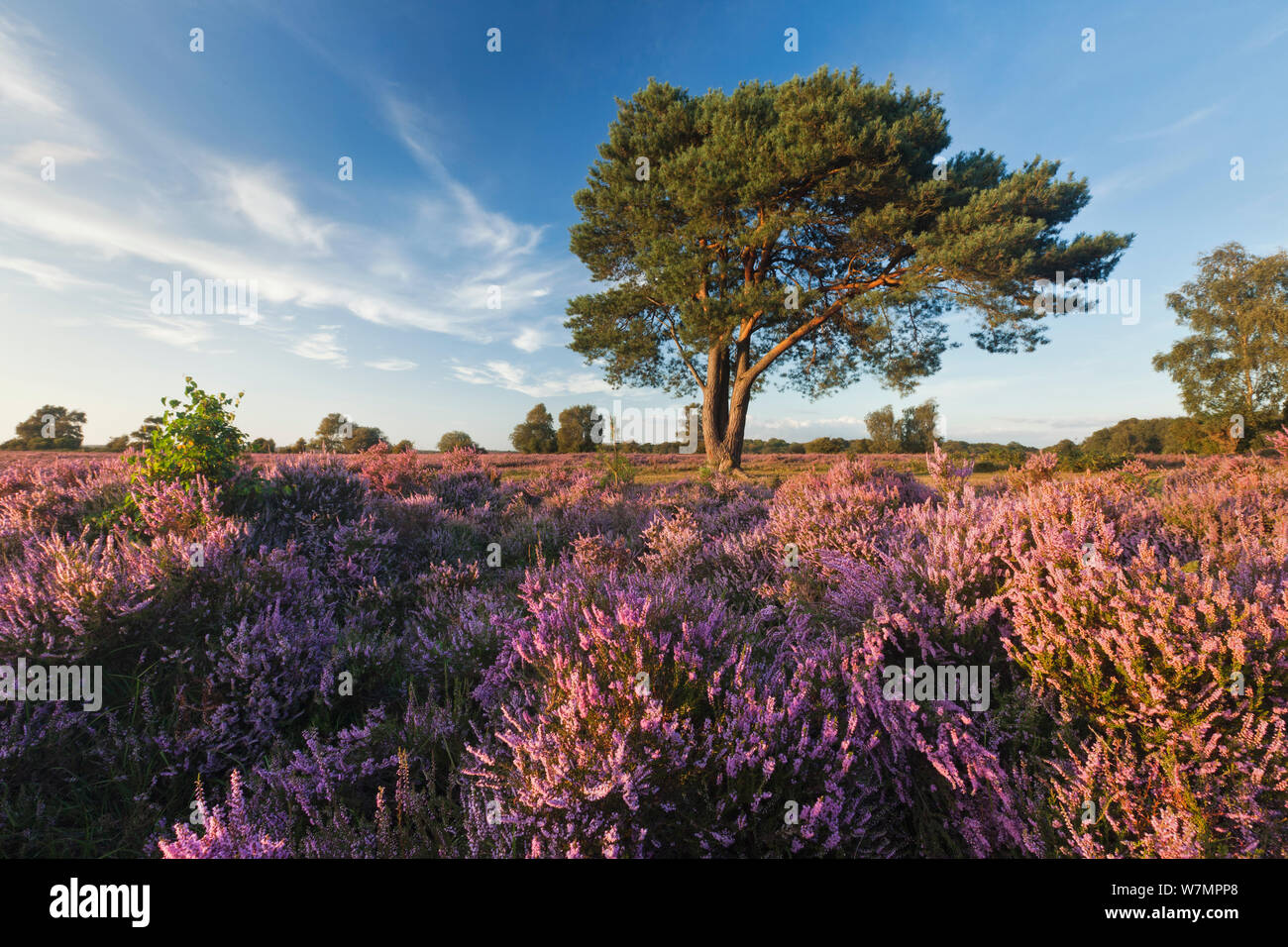 Pine tree on heathland with Ling (Calluna vulgaris) and Bell Heather (Erica cinerea) flowering. New Forest National Park, Hampshire, England, UK, August. Stock Photo