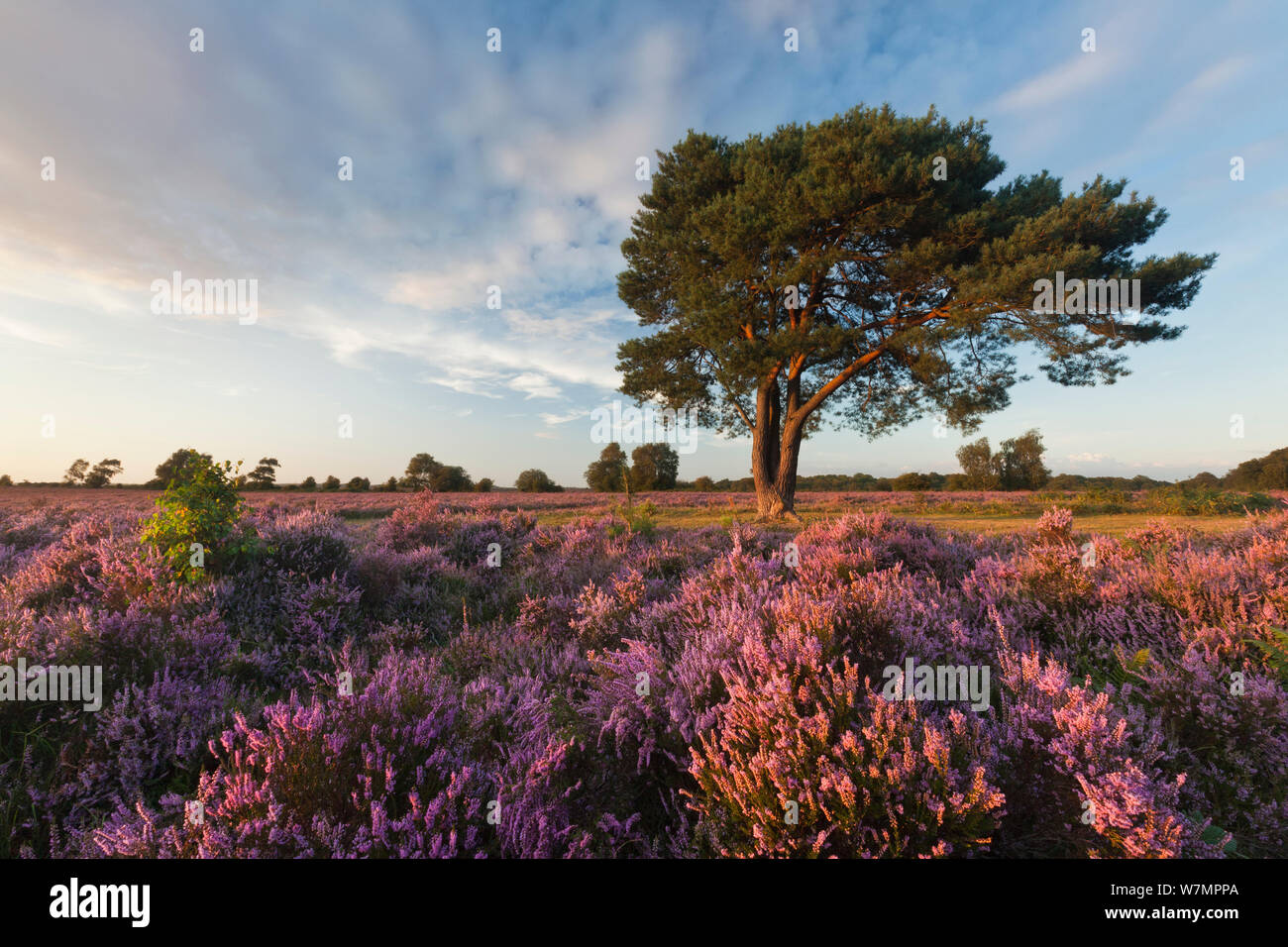 Ling heather new forest hi-res stock photography and images - Alamy