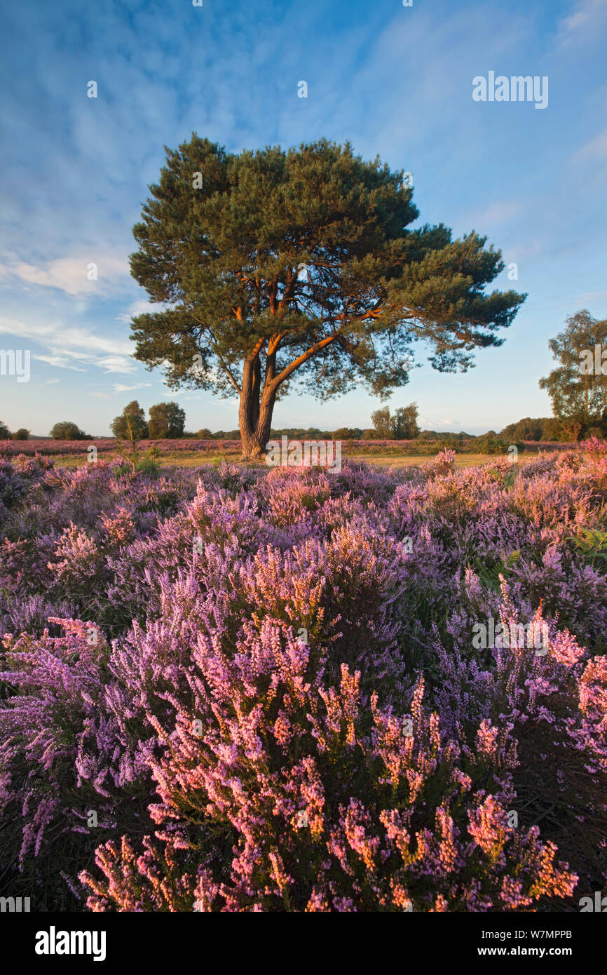 Ling (Calluna vulgaris) and Bell Heather (Erica cinerea) flowering on heathland with Scots pine tree. Pig Bush, Beaulieu, New Forest National Park, Hampshire, England, UK, August. Stock Photo