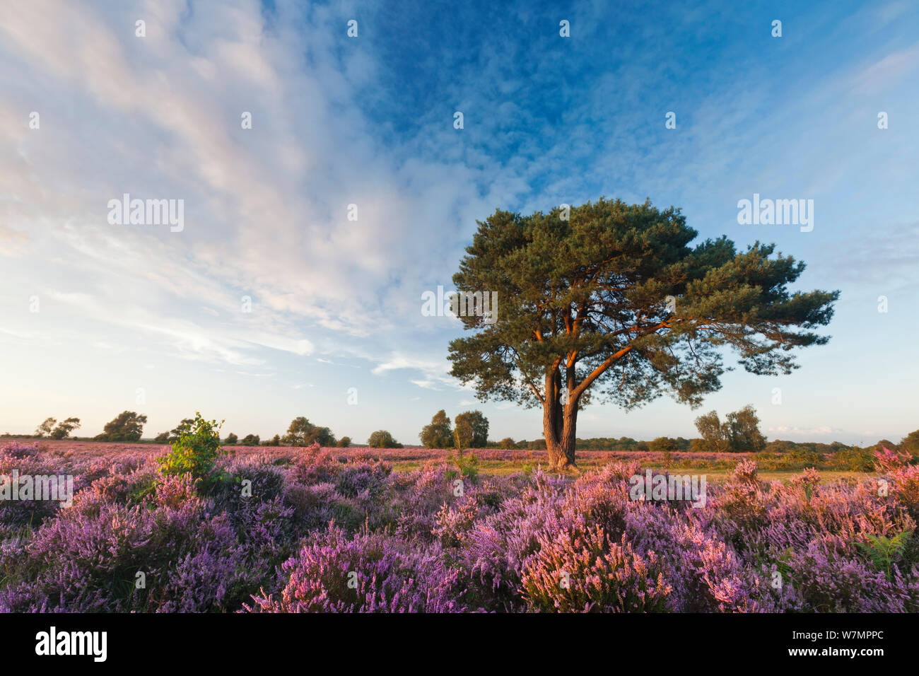 Ling (Calluna vulgaris) and Bell Heather (Erica cinerea) flowering on heathland with Scots Pine tree. Pig Bush, Beaulieu, New Forest National Park, Hampshire, England, UK, August. Stock Photo