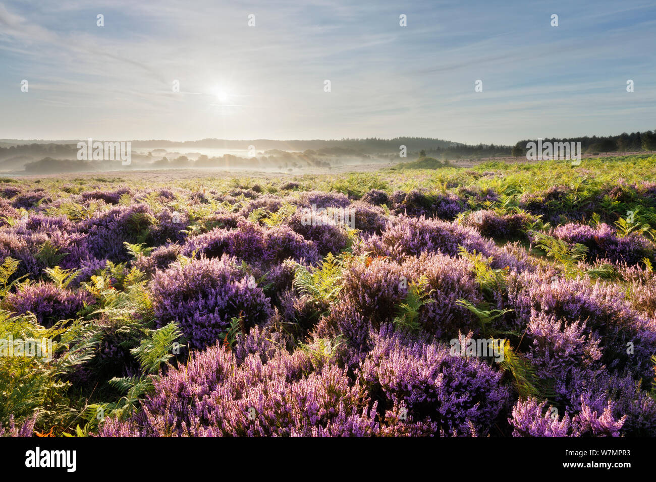 View over New Forest heathland Ling (Erica cinerea) and Bell