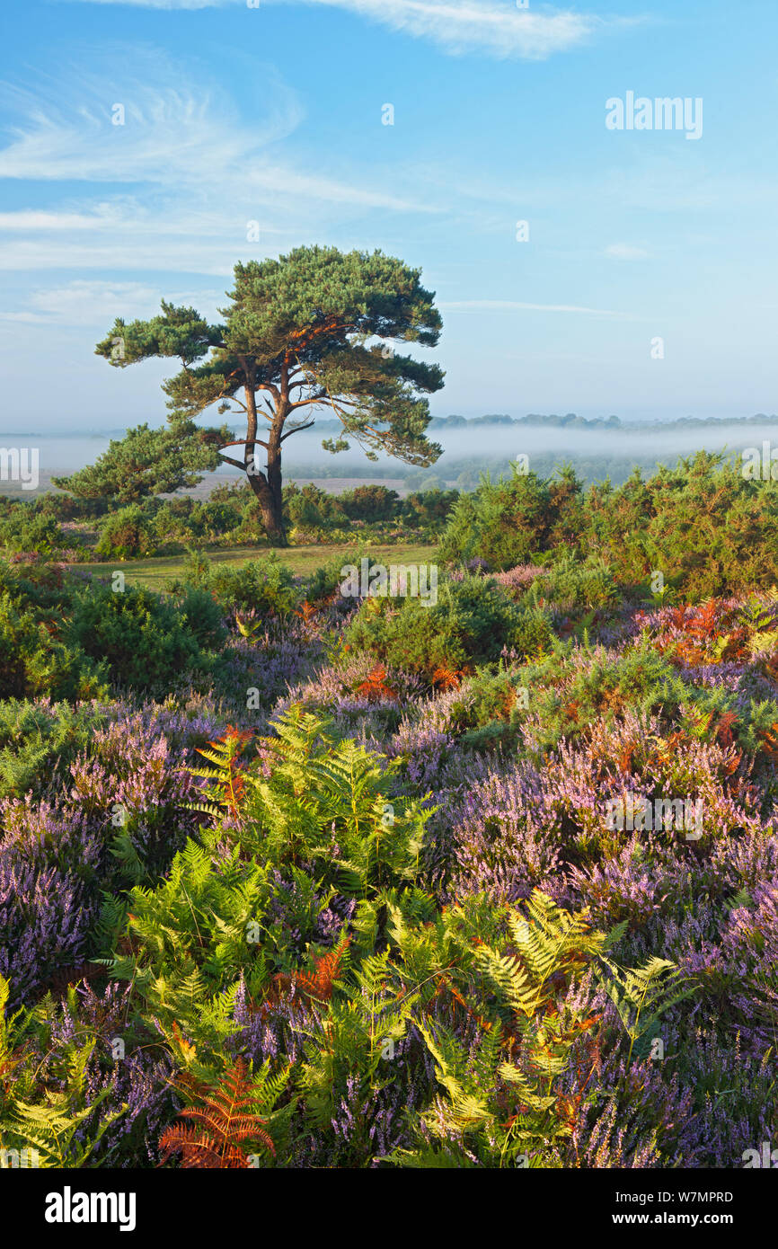 View over New Forest heathland Ling (Erica cinerea) and Bell