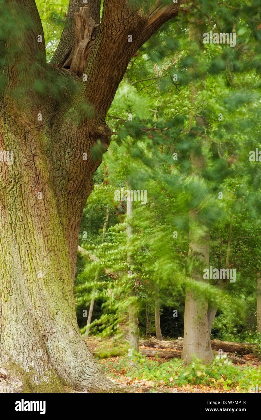 Broadleaved woodland hi-res stock photography and images - Alamy