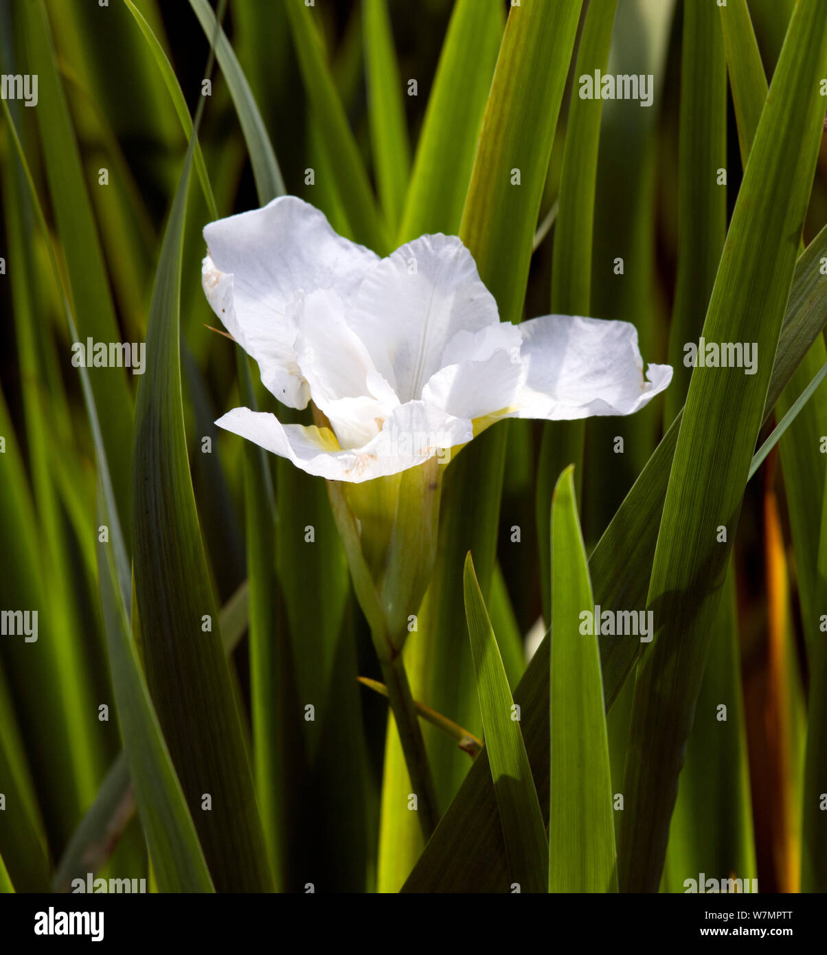 Iris sibirica 'Snowcrest' Stock Photo