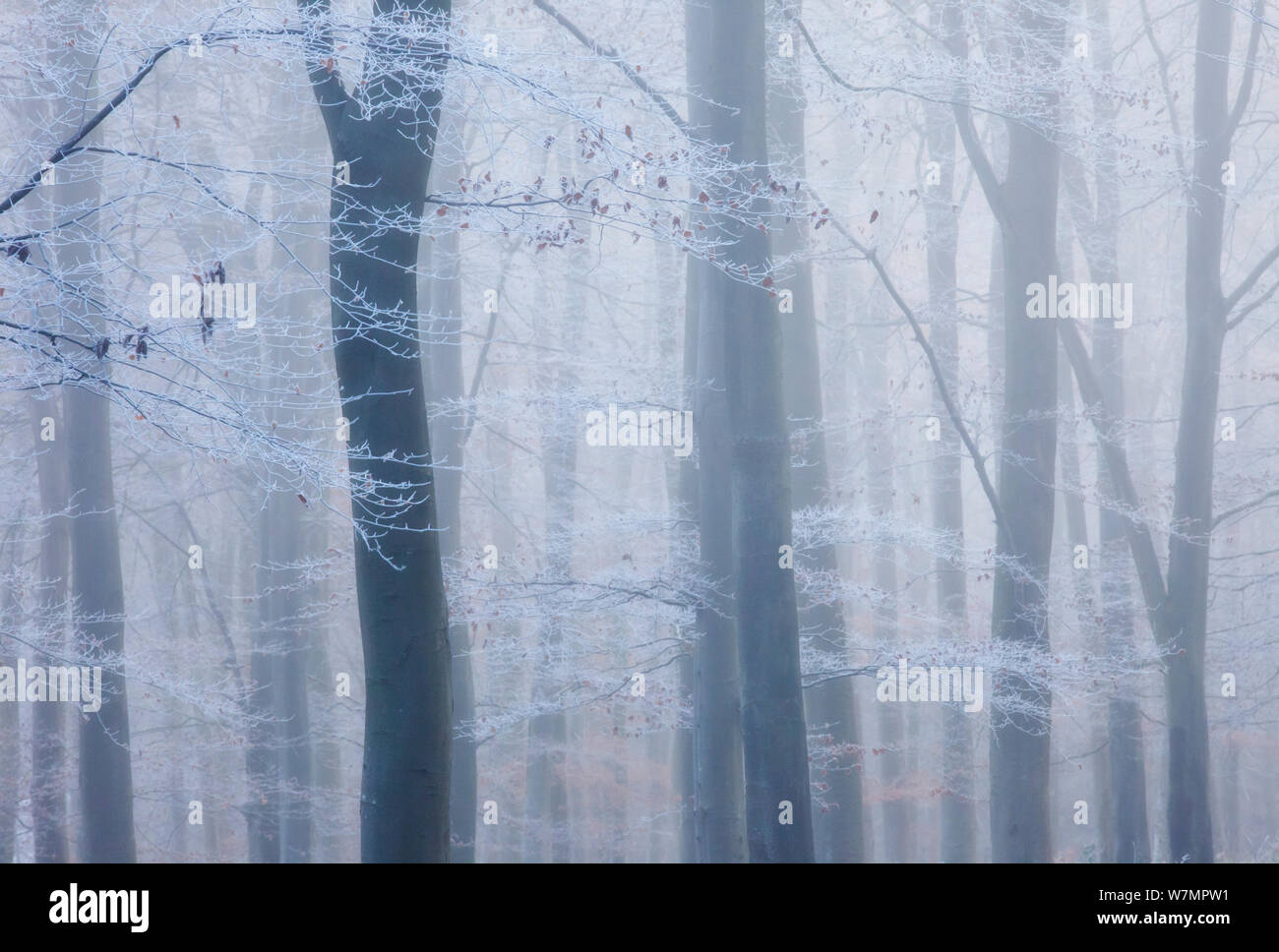 Beech (Fagus sylvatica) woodland in winter mist with hoar frost. West Woods, Compton Abbas, Dorset, England, UK, December. Stock Photo