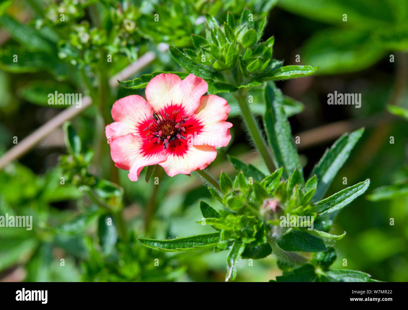 Potentilla nepalensis 'Roxana' Stock Photo