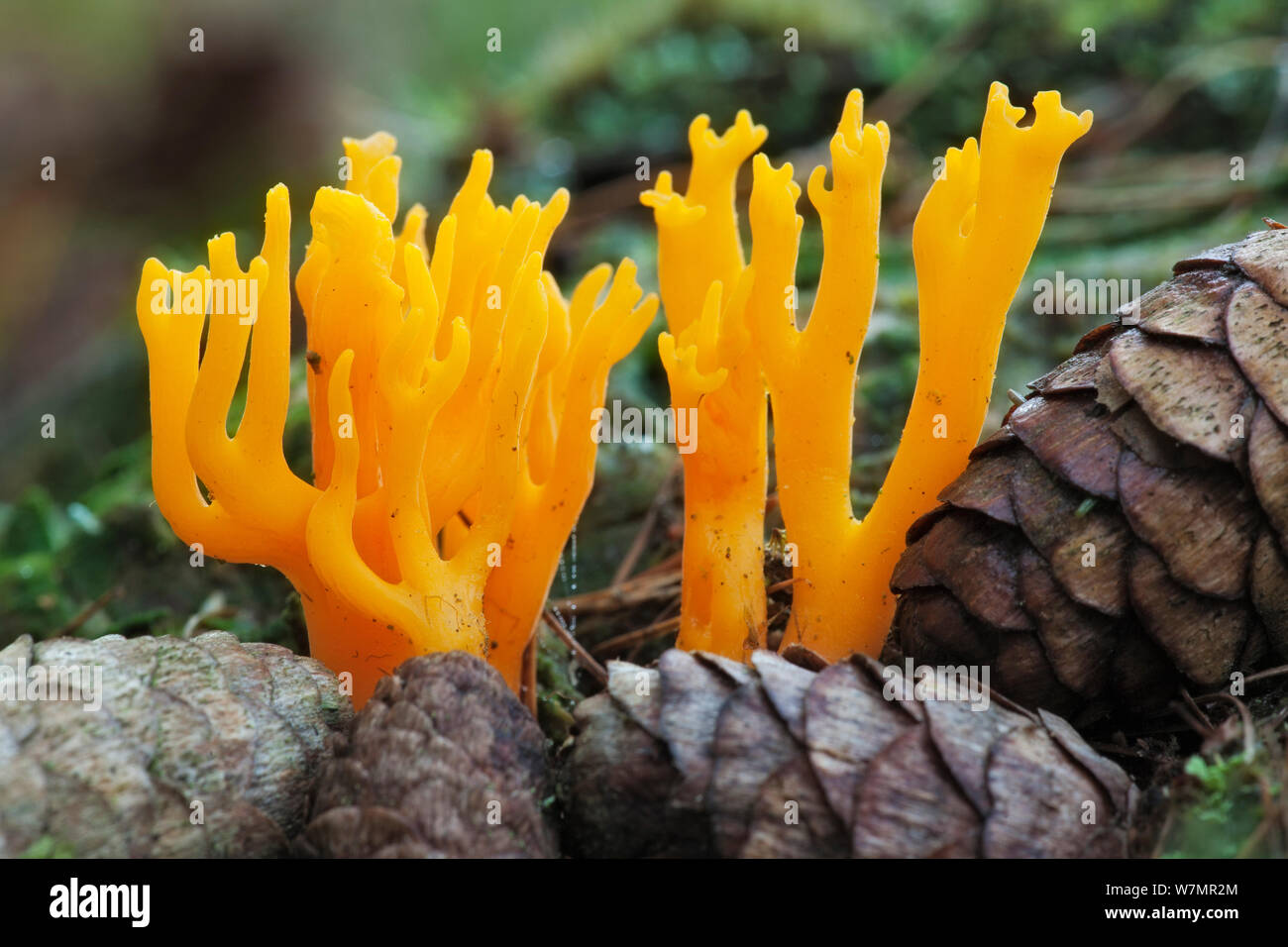 Yellow Antler Fungus (Calocera viscosa). Bolderwood, New Forest National Park, Hampshire, England, UK, October. Did you know? There are more than 3,000 fungus species in the UK, and autumn is the best time to find them. Stock Photo