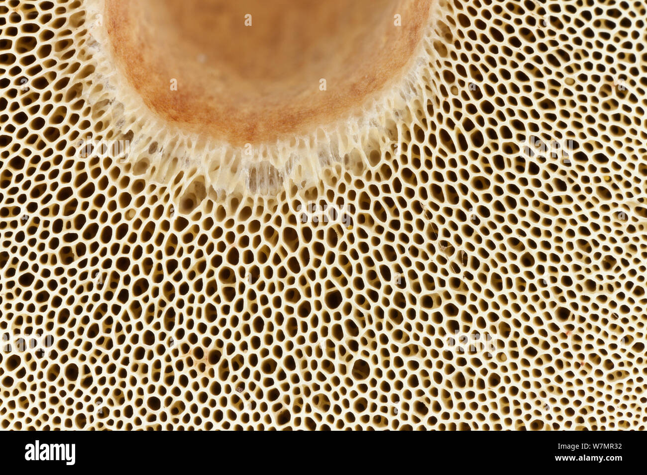 Pores on underside of cap of Red cracking Bolete fungus (Boletus chrysenteron) Bolderwood, New Forest National Park, Hampshire, England, UK, November. Stock Photo