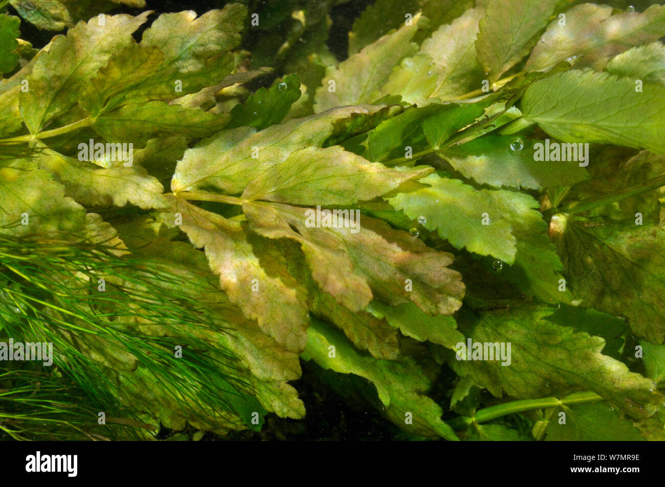 Aquatic plants in River Itchen Fool'swatercress (Apium nodiflorum