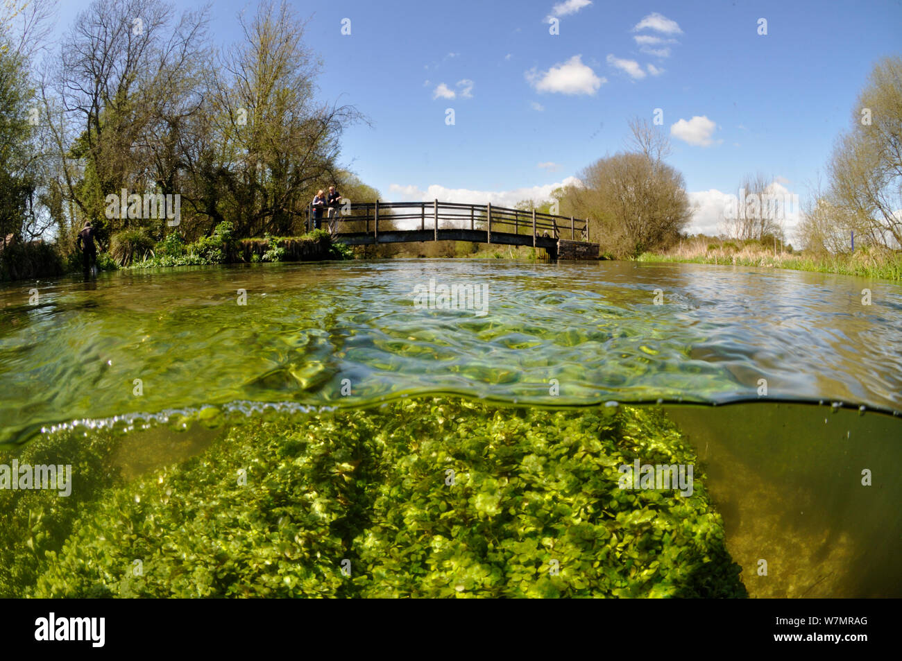 Split level view of the River Itchen, with aquatic plants: Blunt-fruited Water-starwort (Callitriche obtusangula). Ovington, Hampshire, England, May. Stock Photo