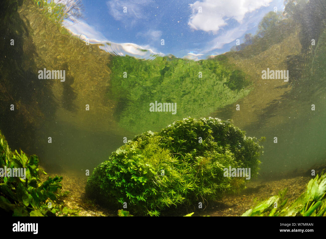 River Itchen, with aquatic plants reflected in the surface. Blunt-fruited Water-starwort (Callitriche obtusangula). Ovington, Hampshire, England, May. Stock Photo