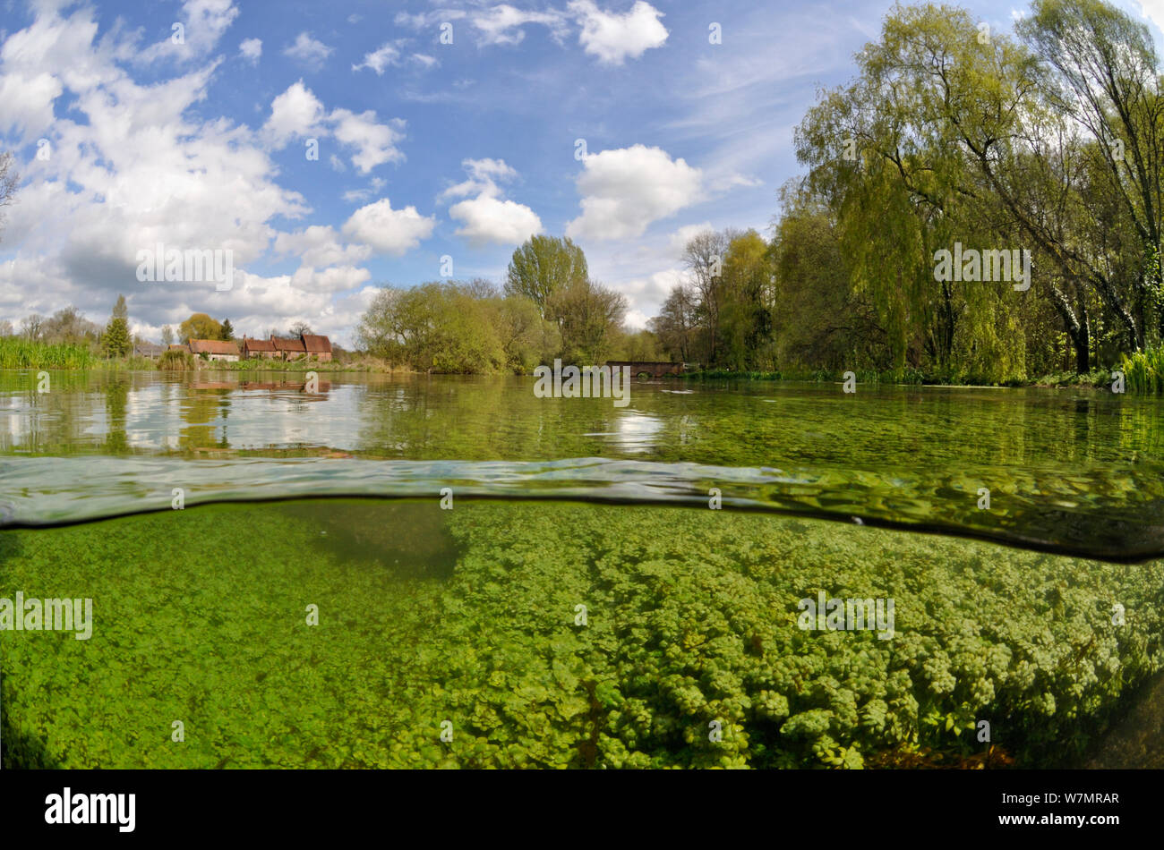 Split level view of the River Itchen, with aquatic plants: Blunt-fruited Water-starwort (Callitriche obtusangula). Itchen Stoke Mill is visible on the left. Ovington, Hampshire, England, May. Stock Photo