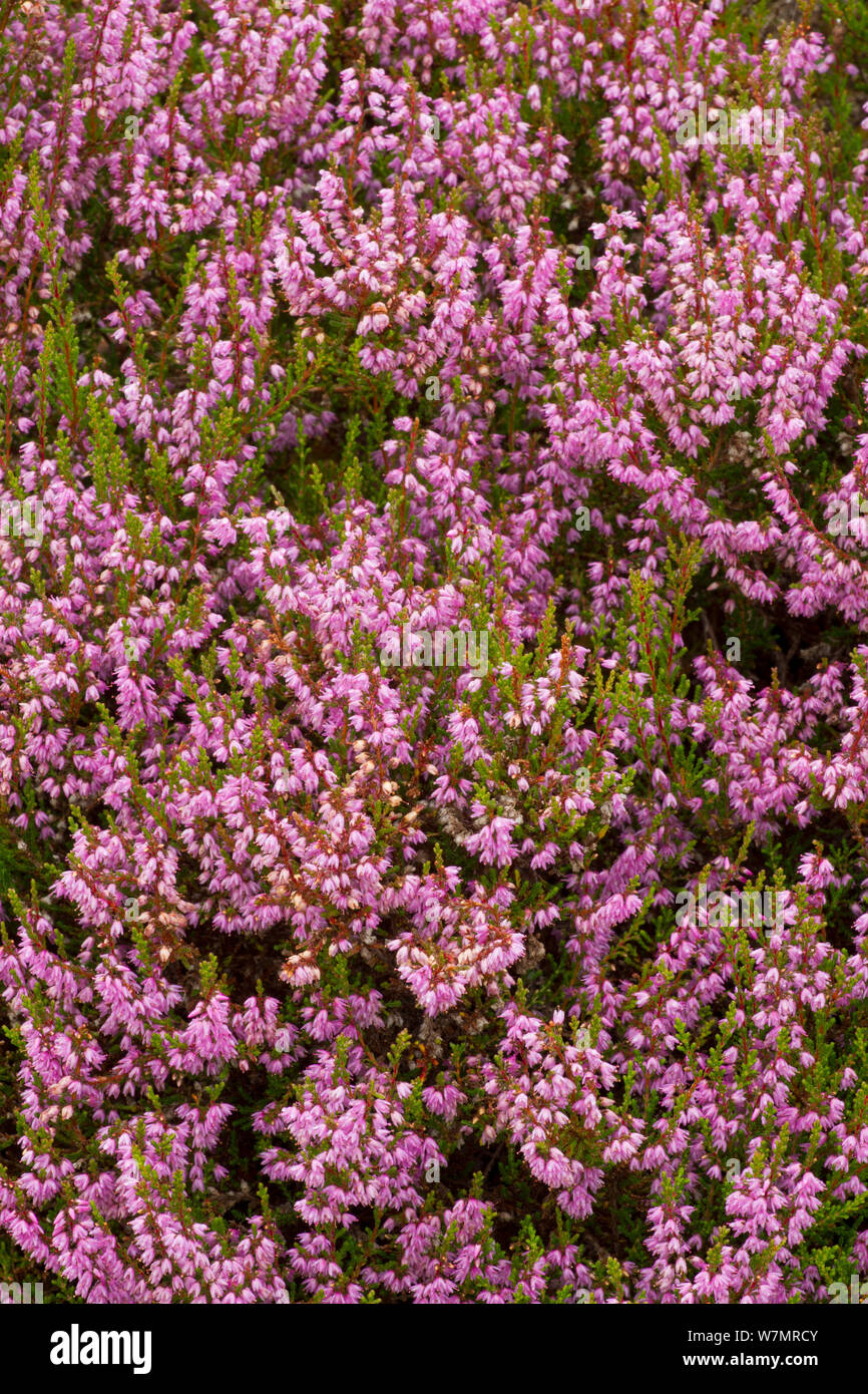 Close-up of Heather / Ling (Calluna vulgaris) flowering. Abernethy