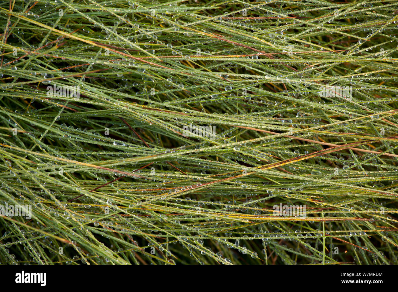 Close-up of dew covered grasses on moorland. Scotland, UK, August 2011. Stock Photo
