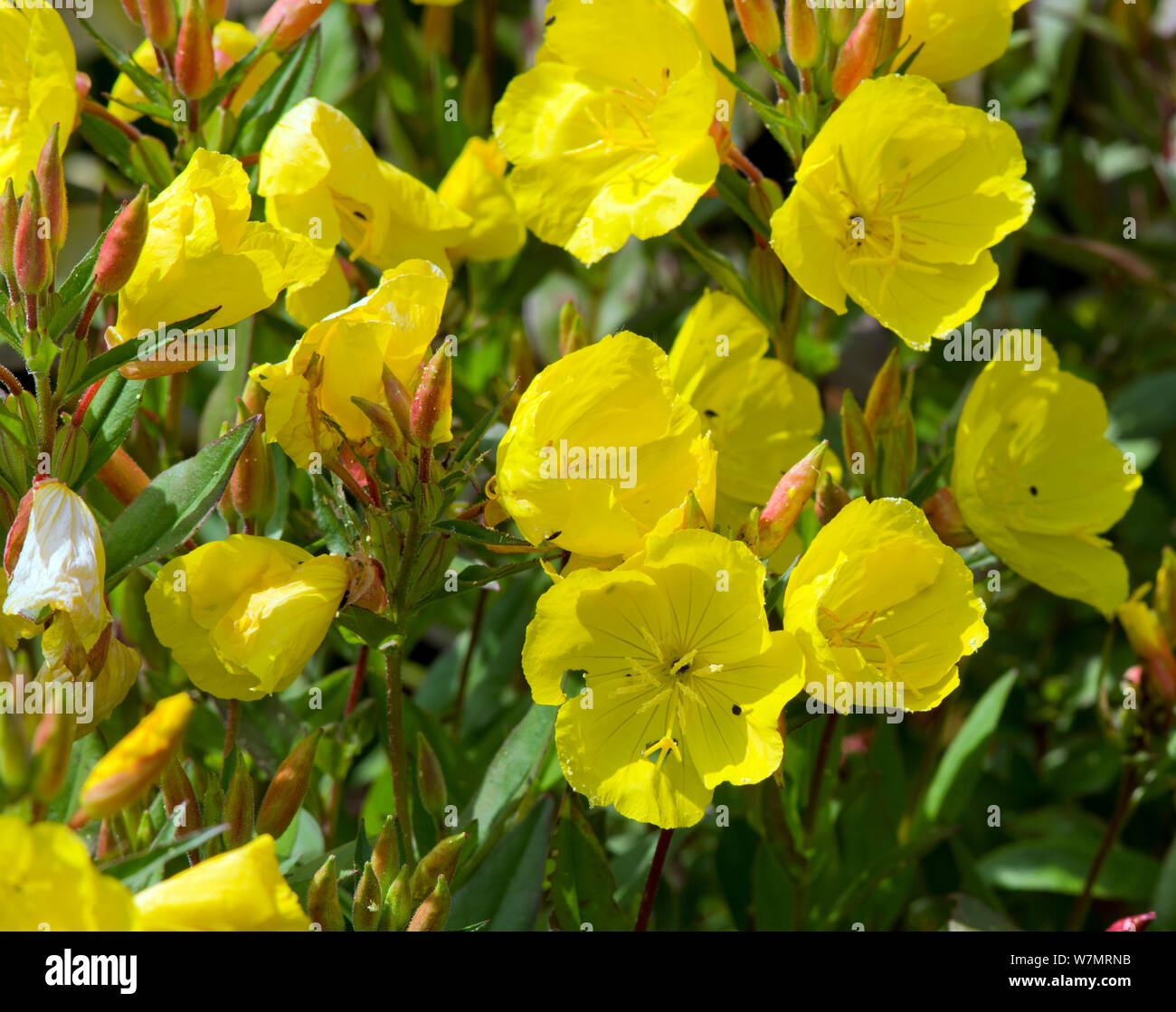 Oenothera 'Summer Sun' Stock Photo
