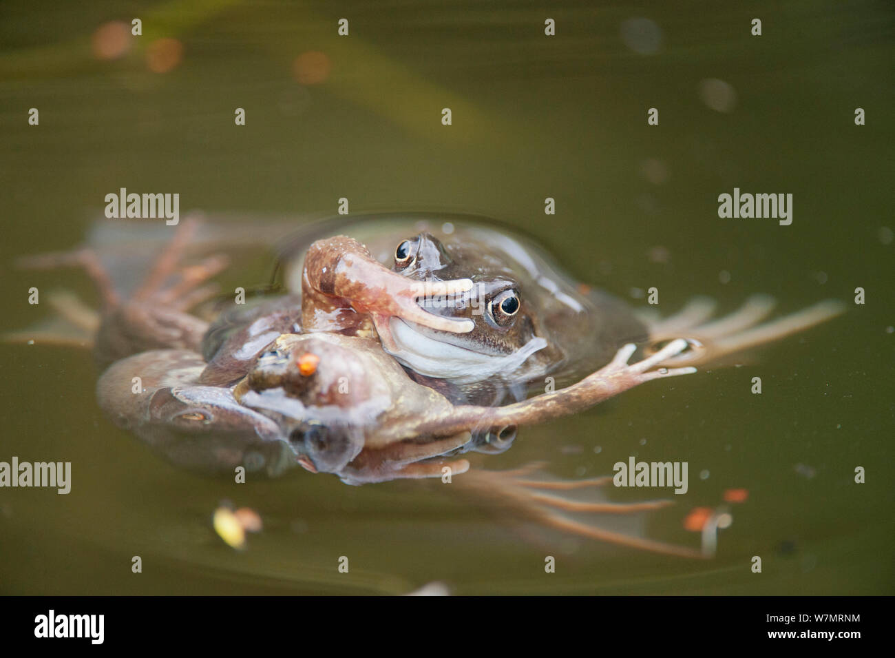 Fighting frogs hi-res stock photography and images - Alamy