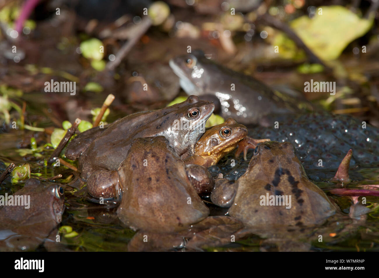 Common frogs (Rana temporaria) spawning in garden pond, Warwickshire