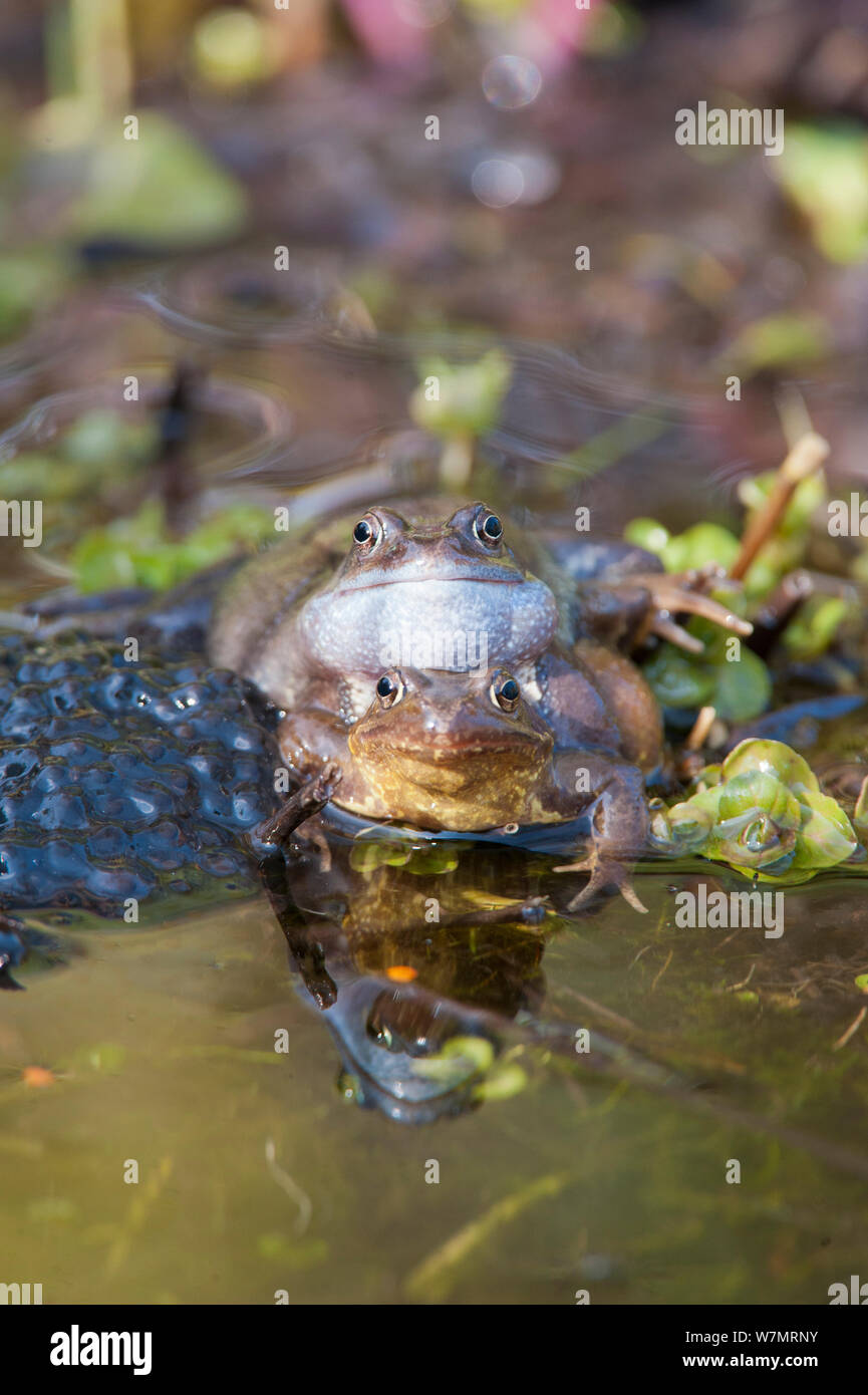 Pair of Common frogs (Rana temporaria) spawning in garden pond