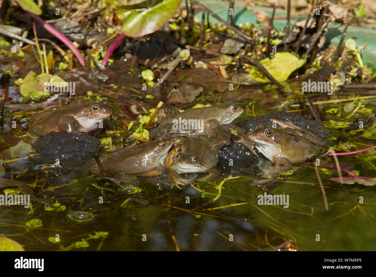Common frogs (Rana temporaria) spawning in garden pond, Warwickshire