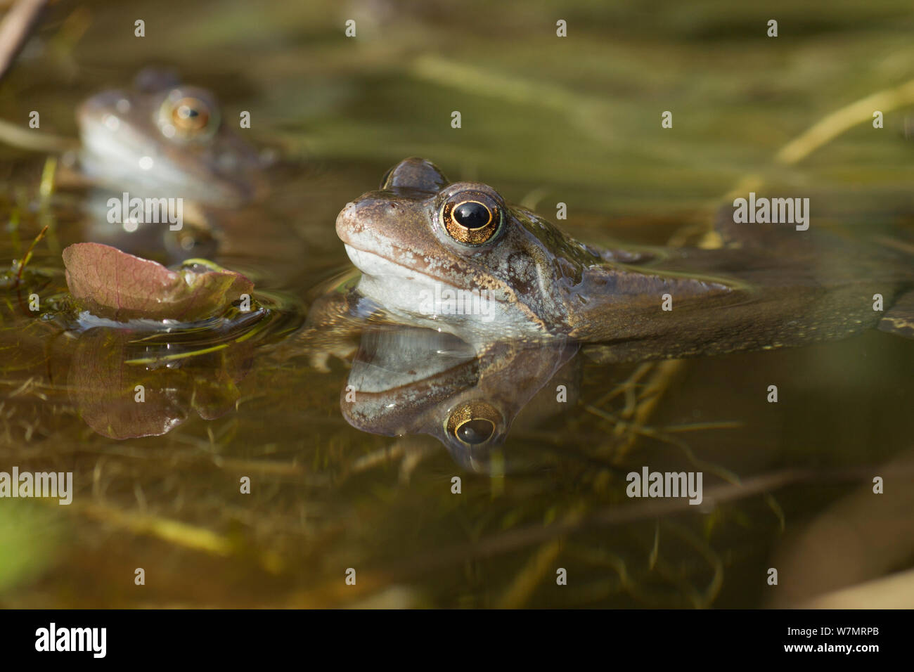 Two Common frogs (Rana temporaria) in garden pond, Warwickshire
