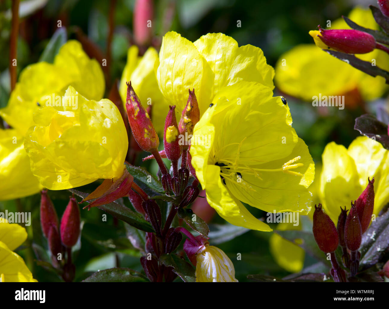 Oenothera 'Summer Sun' Stock Photo