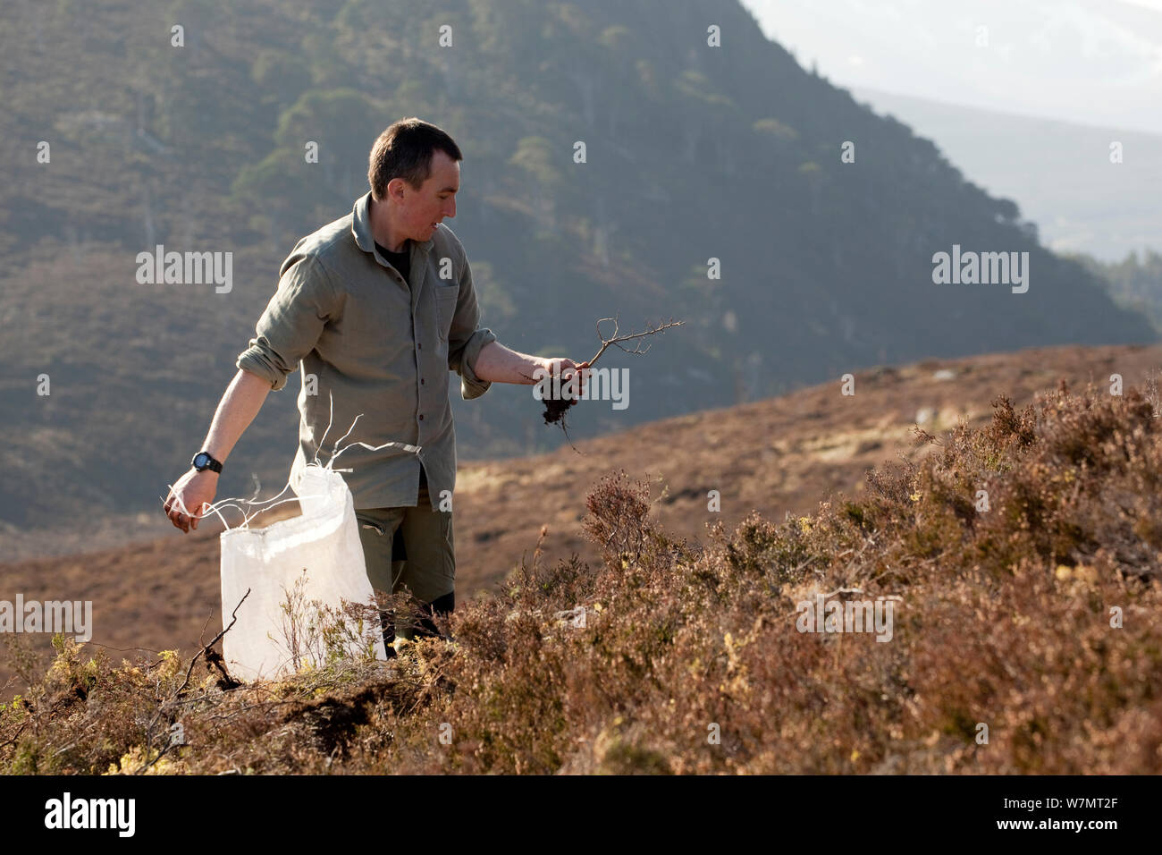 Tree planting scotland hires stock photography and images Alamy