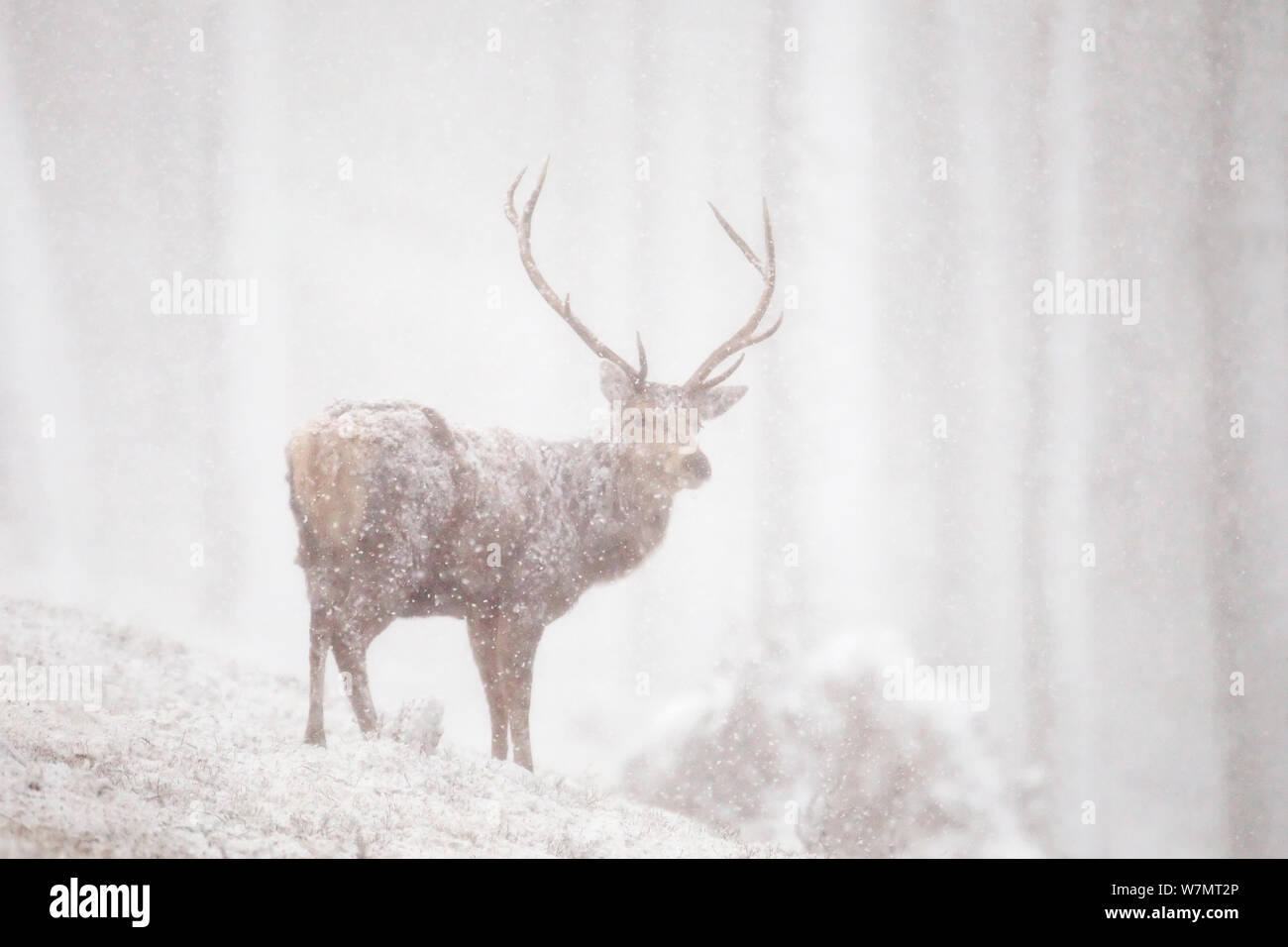 Red deer (Cervus elaphus) stag in heavy snowfall, Cairngorms National Park, Scotland, March 2012. Stock Photo