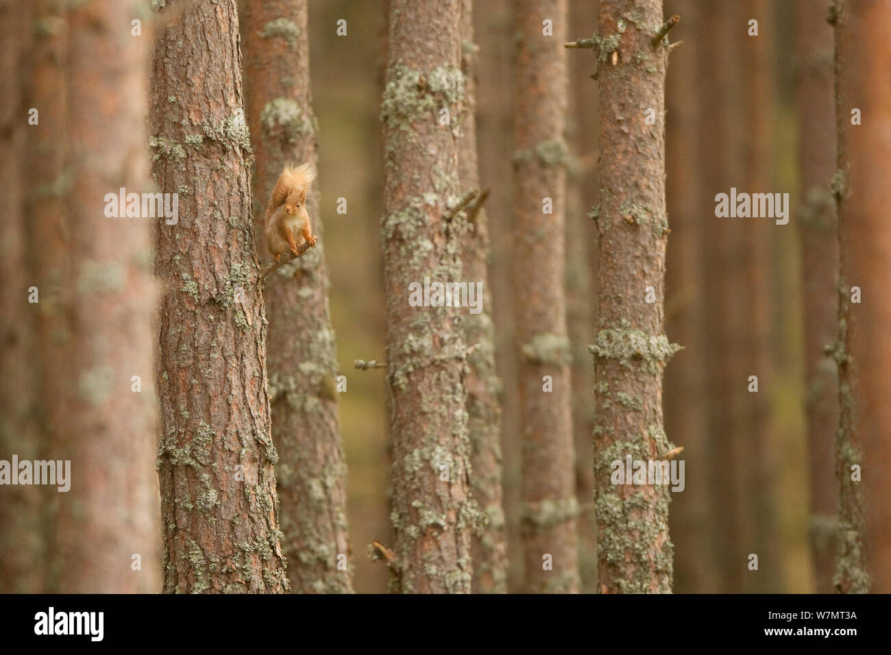 Red squirrel (Sciurus vulgaris) sitting in scots pine forest, Cairngorms National Park, Scotland, March 2012. Stock Photo