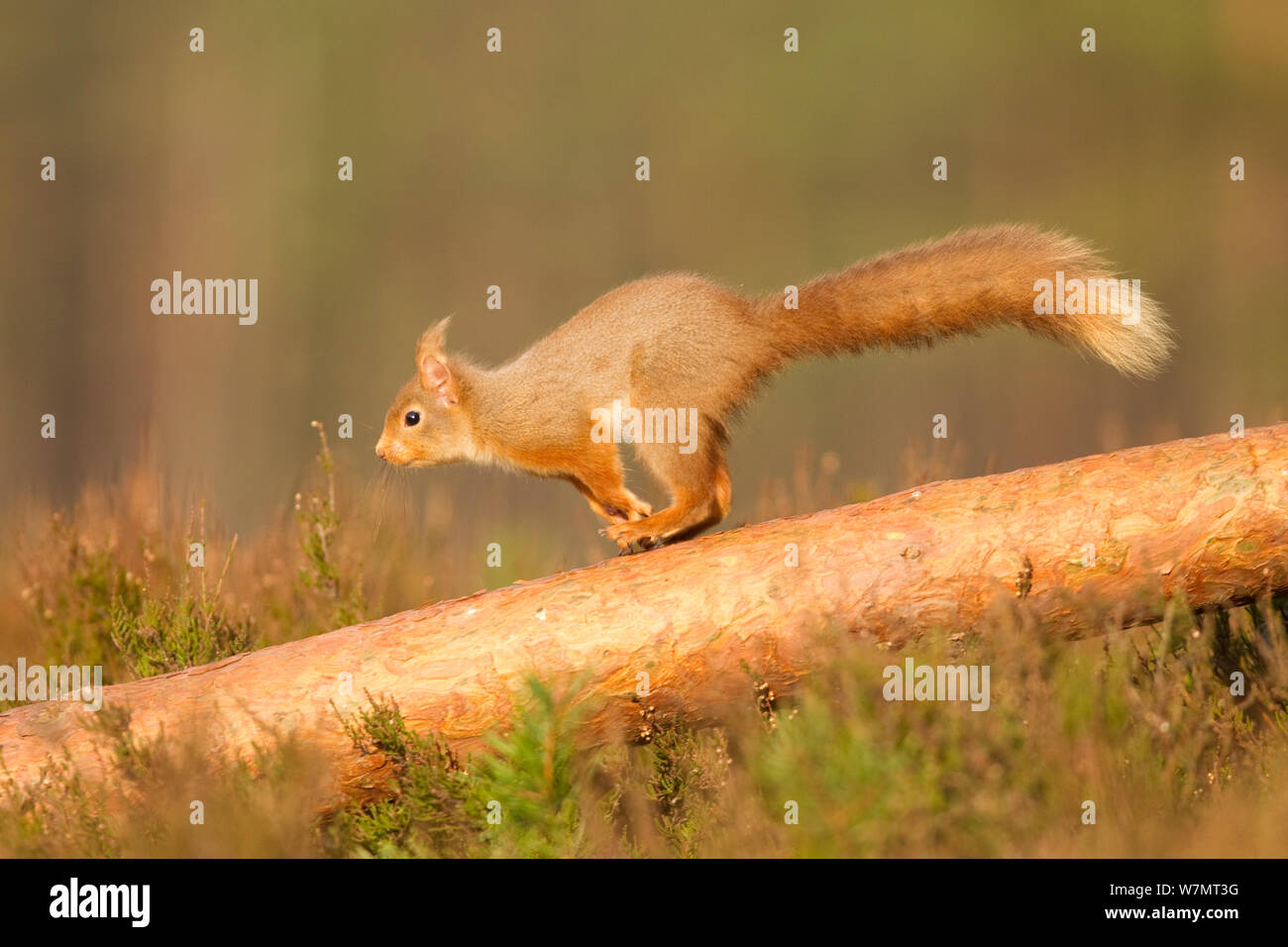 Red squirrel (Sciurus vulgaris) running along scots pine bough, Cairngorms National Park, Scotland, March 2012. Stock Photo