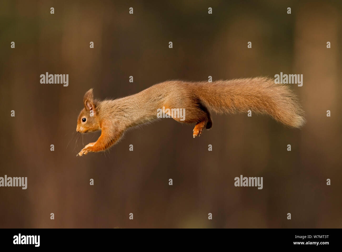 Red squirrel (Sciurus vulgaris) jumping in scots pine forest, Cairngorms National Park, Scotland, March 2012. Stock Photo