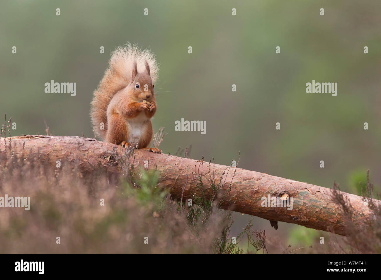 Red squirrel (Sciurus vulgaris) sitting feeding in scots pine forest, Cairngorms National Park, Scotland, March 2012. Stock Photo