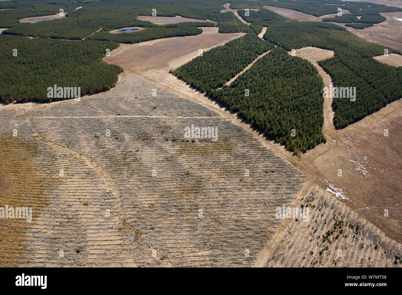 Aerial view of selectively felled forestry plantation planted on blanket bog, Forsinard, Caithness, Scotland, UK, May. Stock Photo