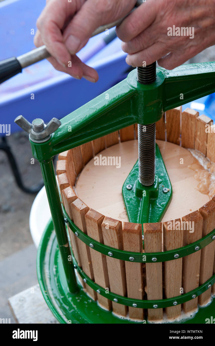 Apple pulp being pressed to extract juice, Old Sleningford Community