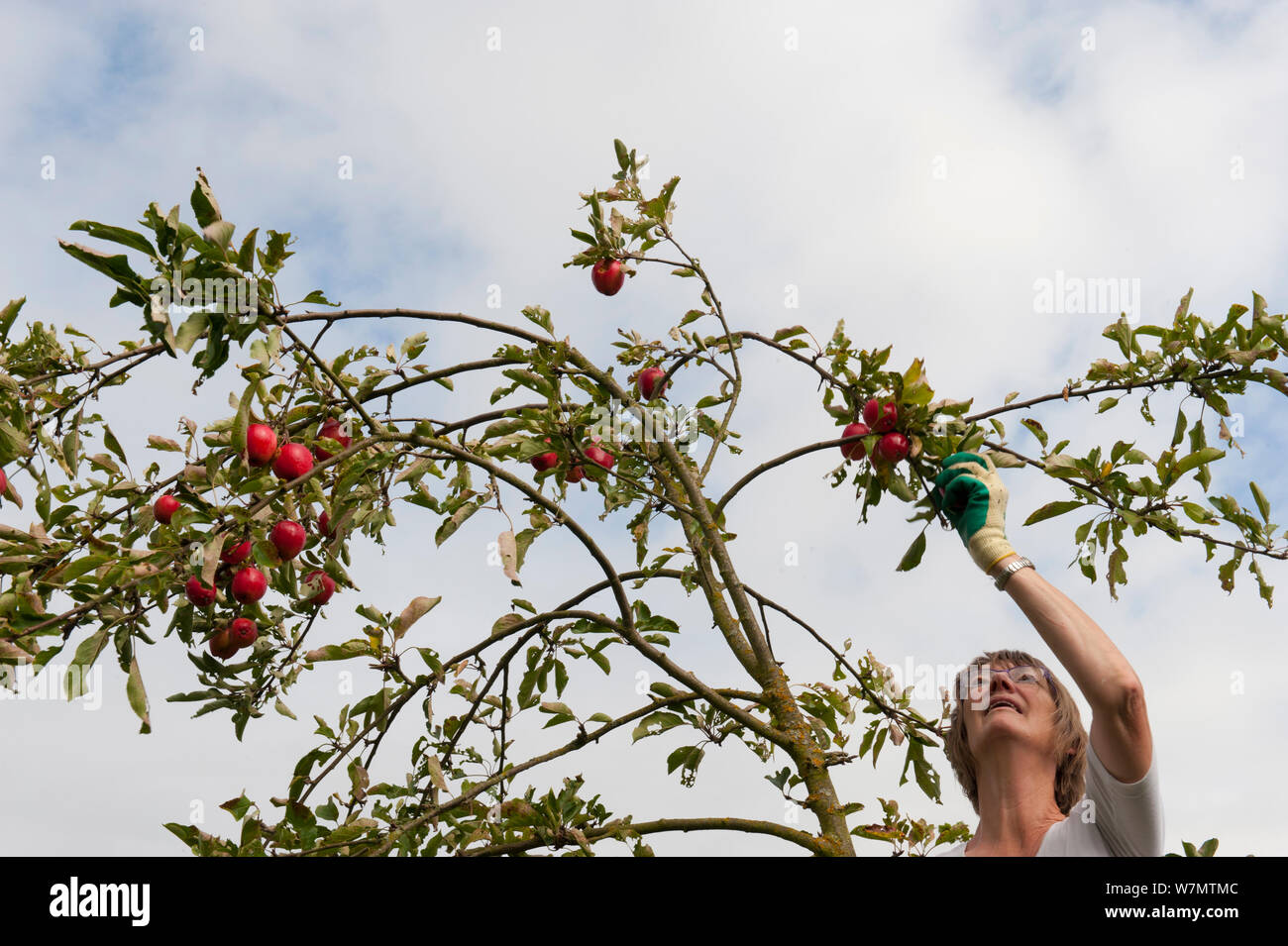 Volunteer picking Crab apples (Malus baccata) from tree, Old Sleningford Community Farm, North Yorkshire, England, UK, September 2011. Stock Photo