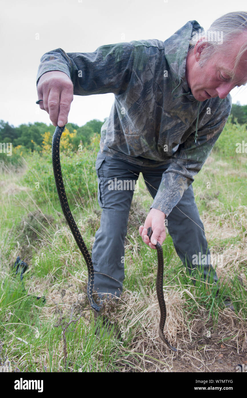 Local resident Roy Peters holding two Adders (Vipera berus)  male in right hand and female in left hand, Caesar's Camp, Fleet, Hampshire, England, UK, May 2011. Model released. Stock Photo