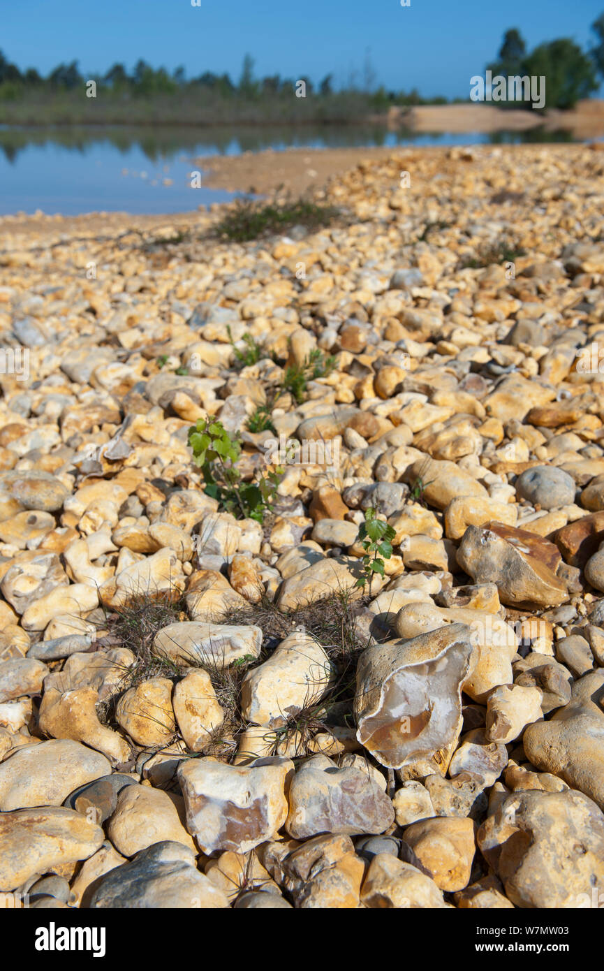 Flint stones along edge of pond, Caesar's Camp, Fleet, Hampshire