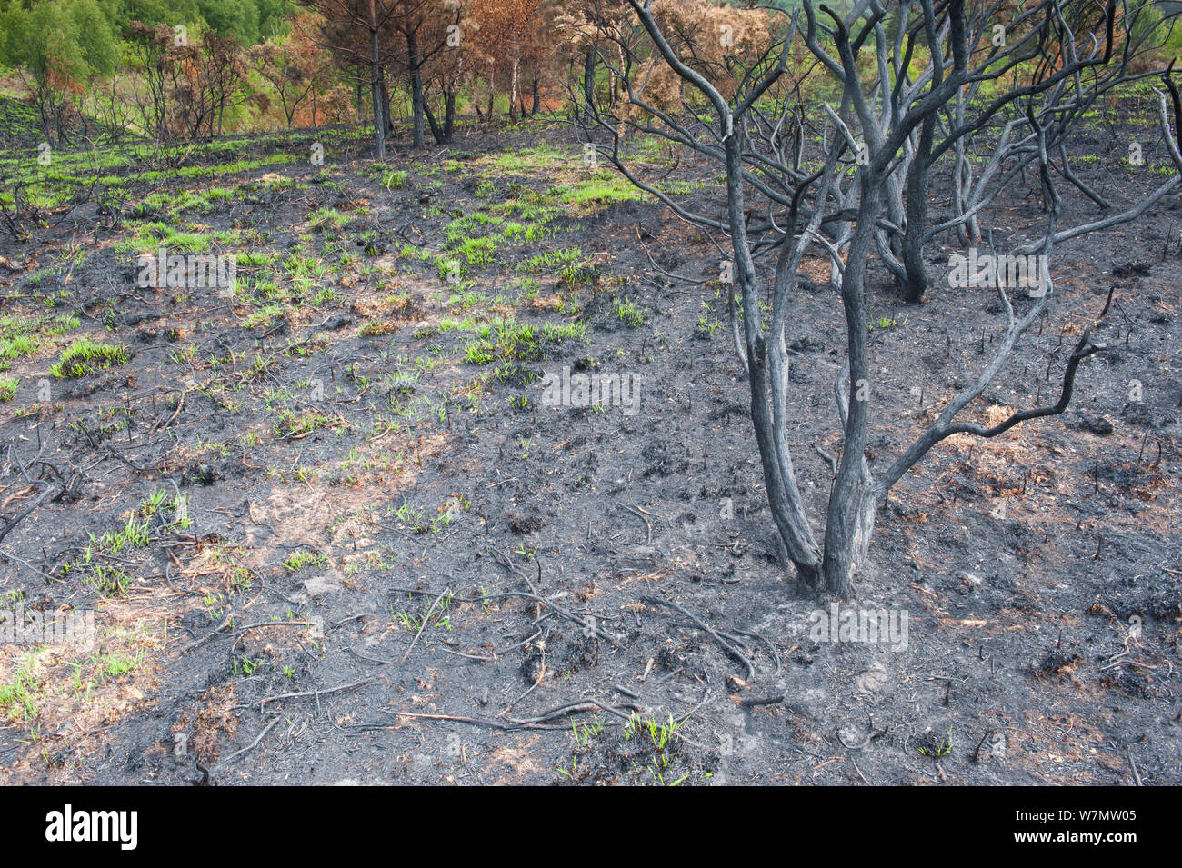 Recently burnt heathland, with new growth, Caesar's Camp, Fleet, Hampshire, England, UK, May. Stock Photo